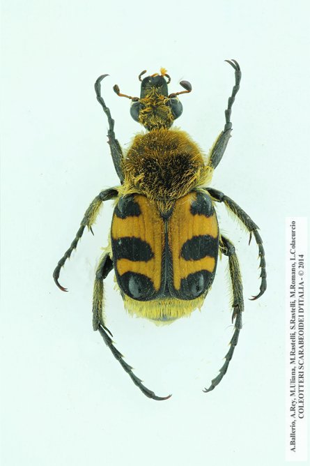 Acrossus siculus siculus, maschio